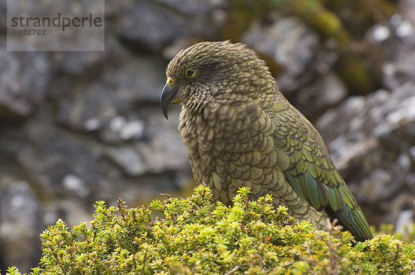 Kea