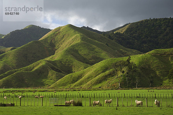 Agrarland  neuseeländische Nordinsel  Neuseeland