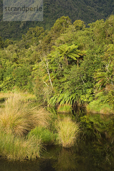 neuseeländische Südinsel  Neuseeland  Regenwald