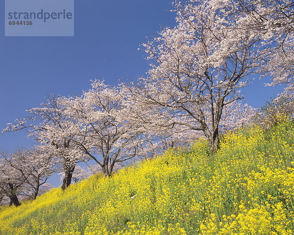 blühen  Baum  gelb  Hügel  Kirsche  Feld  Raps  Brassica napus