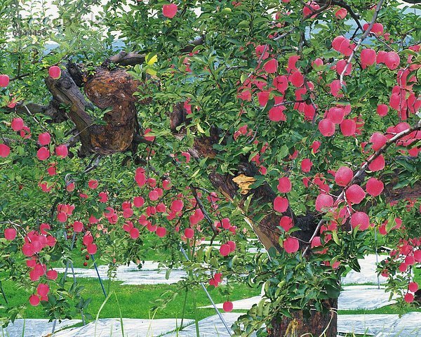 Apfelbaum  Honshu  Japan