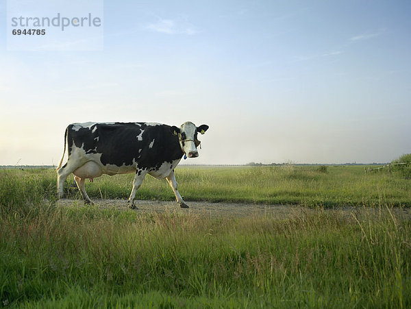 Hausrind  Hausrinder  Kuh  Portrait  Milchprodukt  Kuh
