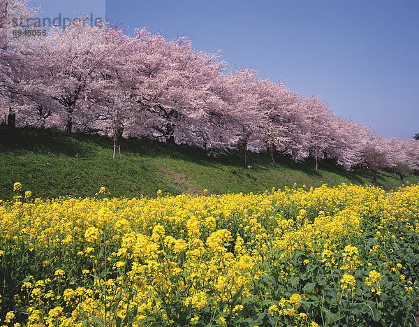 Blume  blühen  Baum  Kirsche  frontal  Raps  Brassica napus  Japan