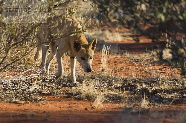 Dingo  Canis lupus f. dingo  Australien  Northern Territory