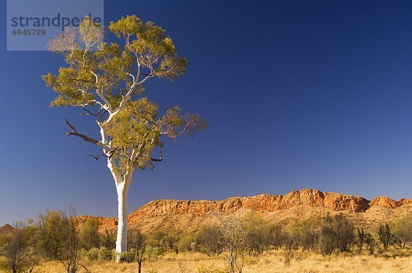 Gebirge  Kaugummi  Baum  Australien  Geist  Northern Territory
