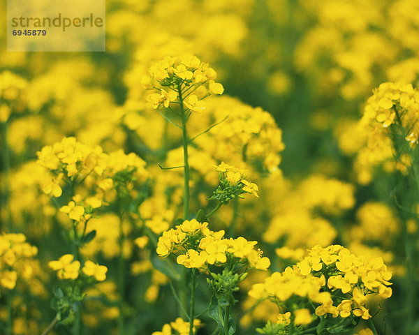 Rape-blossom field