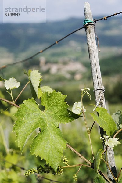 Chianti  Italien  Toskana