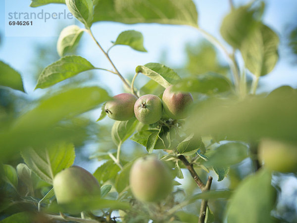 Baum  Wachstum  Apfel
