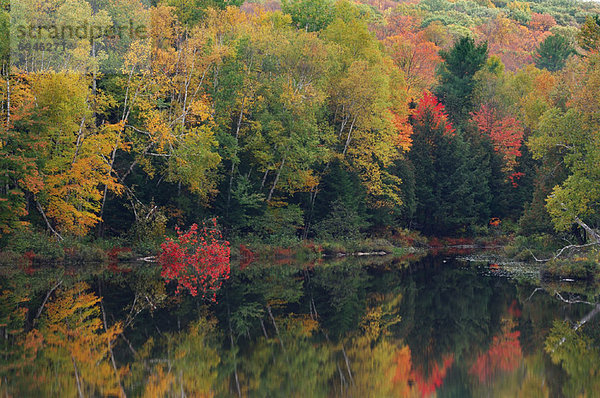 Algonquin Provincial Park  Kanada  Ontario