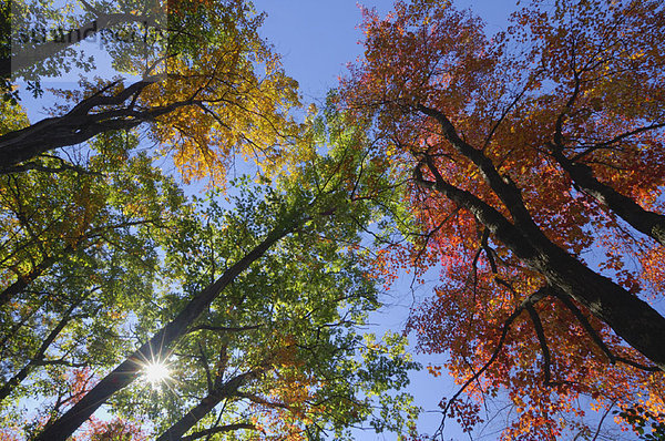 hoch  oben  sehen  Baum  Herbst