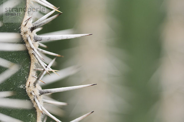 Nähnadel  Nadel  Kaktus