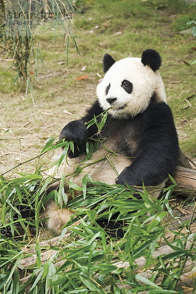 essen essend isst China Panda