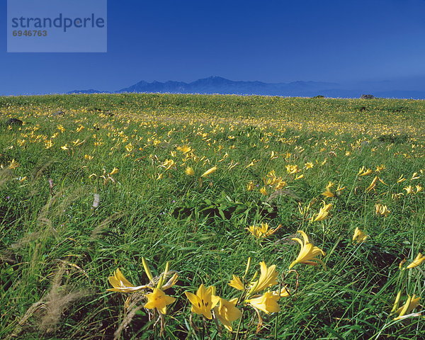 Blume  gelb  Feld  Hochebene  Nagano  Japan