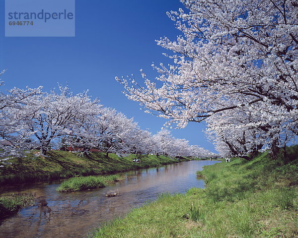 nebeneinander  neben  Seite an Seite  Baum  Kirsche  Fluss  Japan