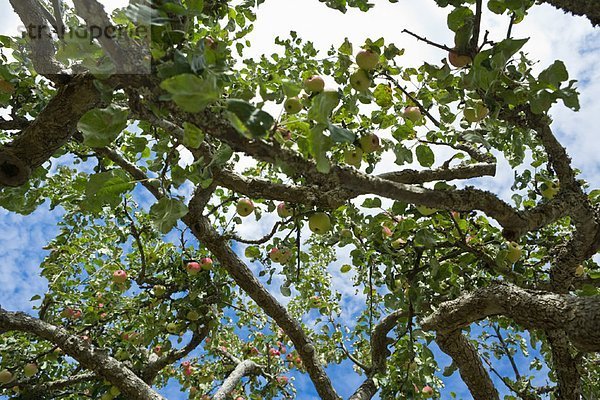 Apfelbaum  British Columbia  Kanada