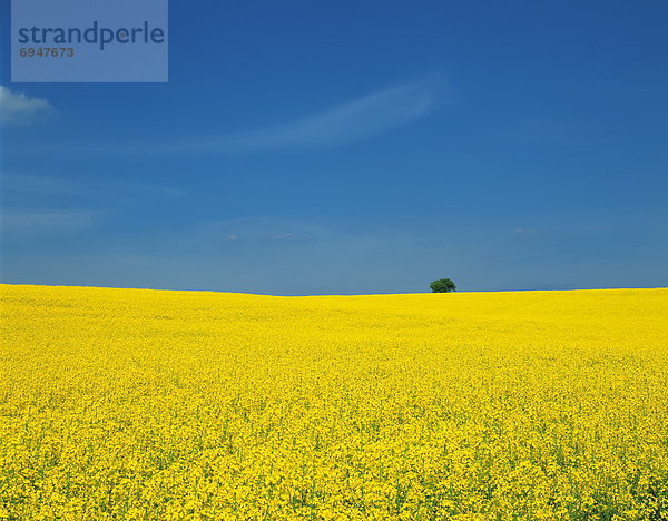 Frankreich  Rapsfeld  Champagner