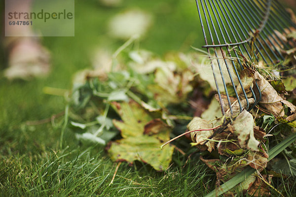 Raking Leaves