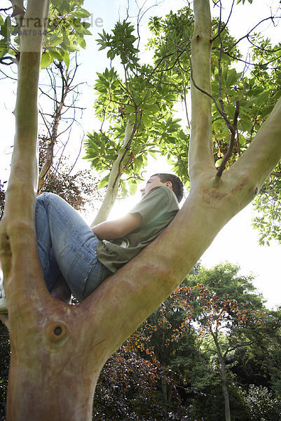 sitzend  Jugendlicher  Junge - Person  Baum