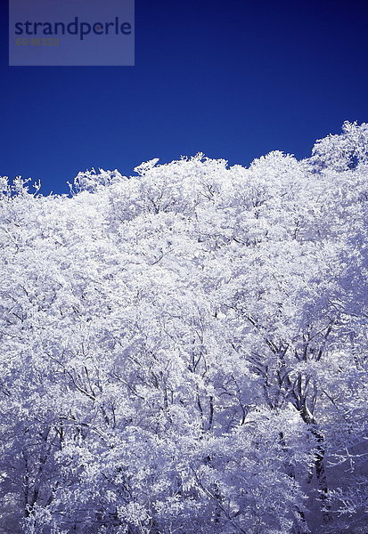 bedecken  Baum  Himmel  unterhalb  blau  lebhaft  Frost