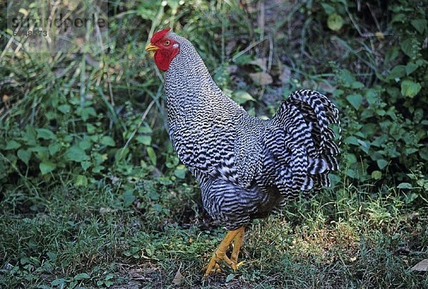 Freiheit  Huhn  Gallus gallus domesticus