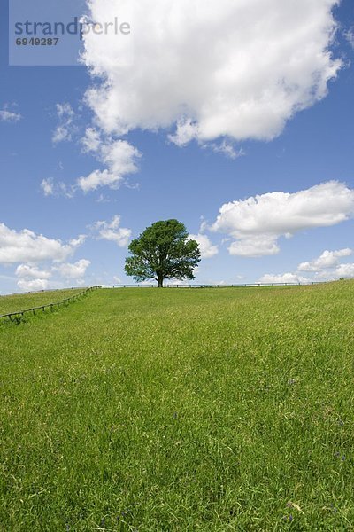 Baum  Feld  Einsamkeit  Ahorn