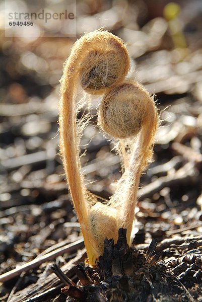 Zenmai (Osmunda japonica)