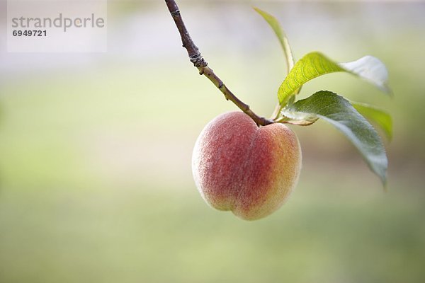 Pfirsichbaum  Prunus persica