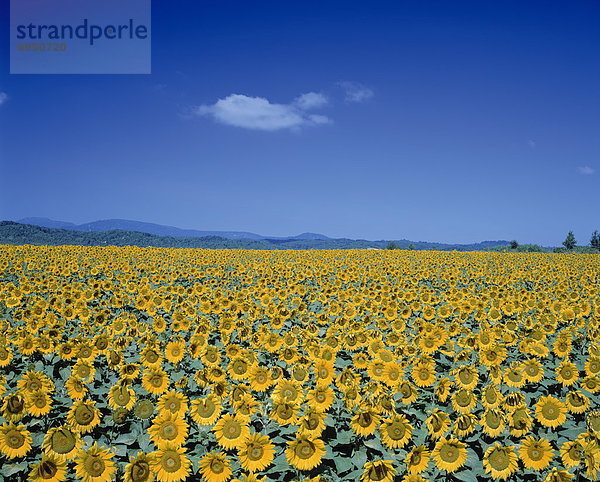 Sonnenblume  helianthus annuus  Himmel  Feld  blau