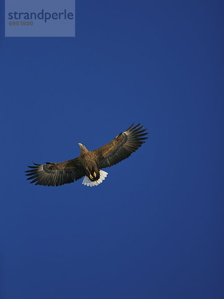 durchsichtig transparent transparente transparentes fliegen fliegt fliegend Flug Flüge Himmel blauer Himmel wolkenloser Himmel wolkenlos blau Weißschwanz-Schneehuhn Lagopus leucurus