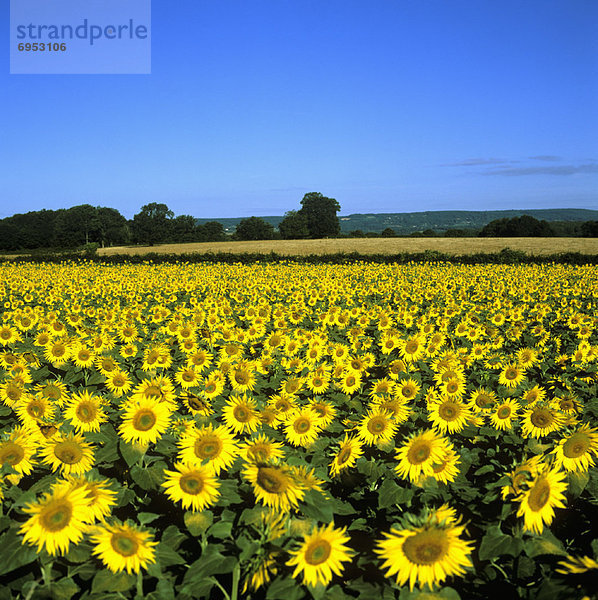 Frankreich  Sonnenblumenfeld