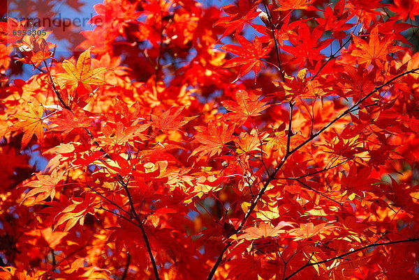 Baum  Herbst  japanisch  Ahorn