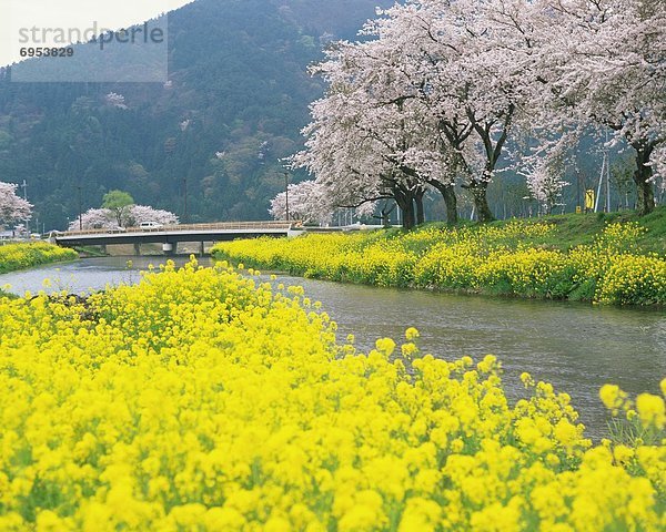 Baum  Kirsche  blühen  Raps  Brassica napus  Japan