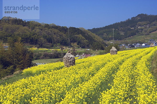 Nara  Honshu  Japan