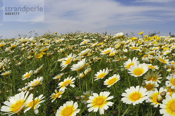 Feld  Gänseblümchen  Bellis perennis  Krone