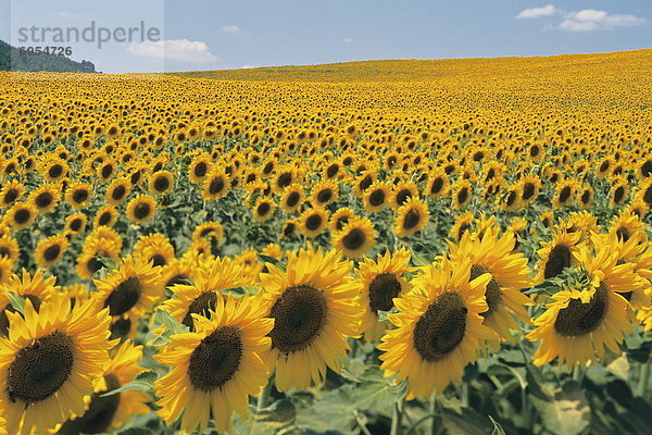 Sonnenblumen im Feld