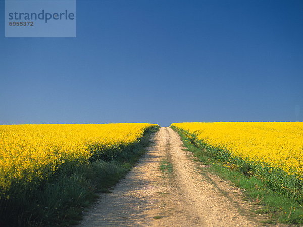 Frankreich  Fernverkehrsstraße  Feld  Raps  Brassica napus  unbefestigte Straße