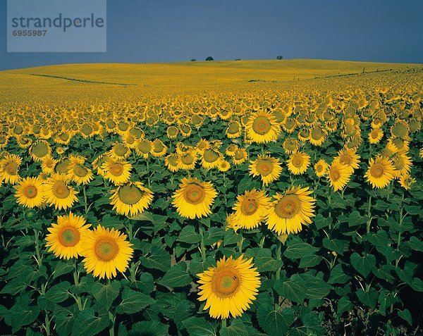 Sonnenblumenfeld