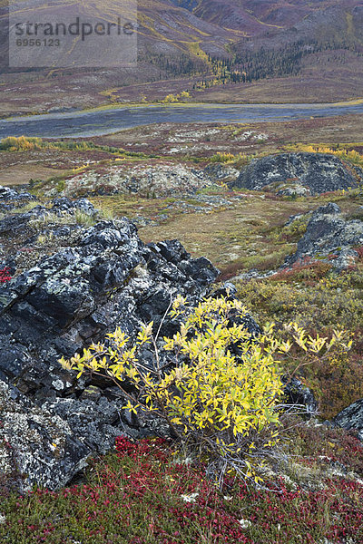 Kanada  Tombstone Territorial Park  Yukon