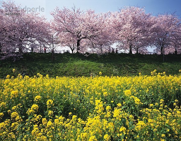 Baum  Kirsche  blühen  Raps  Brassica napus  Japan