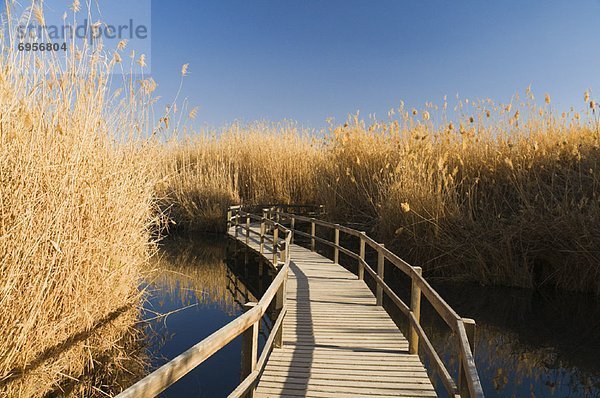 Azraq Wetland Reserve  Azraq  Jordan