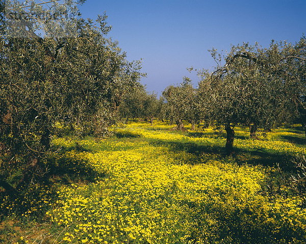 Baum  Obstgarten  Olive