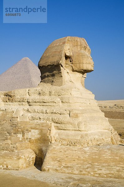 Sphinx  Giza  Ägypten