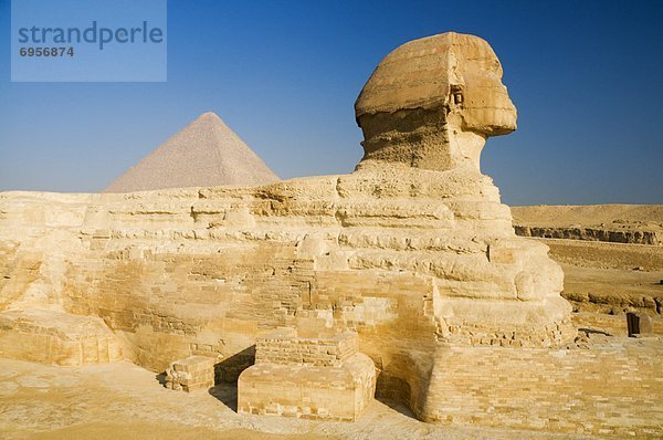 Sphinx  Giza  Ägypten