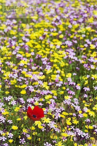 Wildflowers in Meadow  Jordan