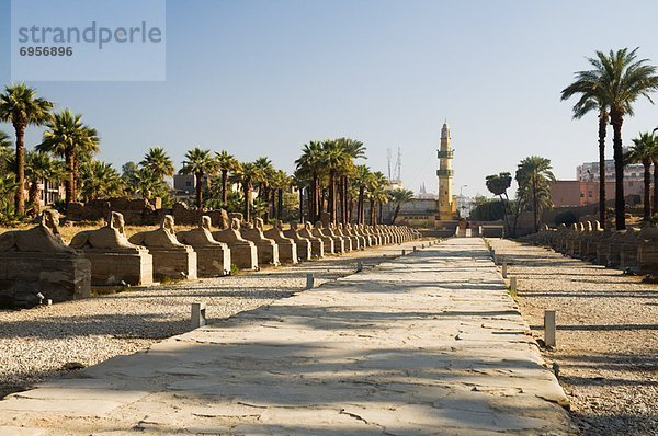Ägypten  Luxor  Luxor Tempel