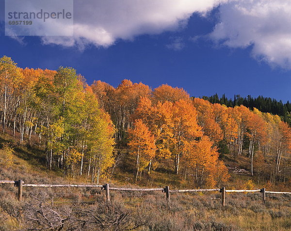Vereinigte Staaten von Amerika  USA  Nationalpark  Ehrfurcht  Herbst  Wyoming