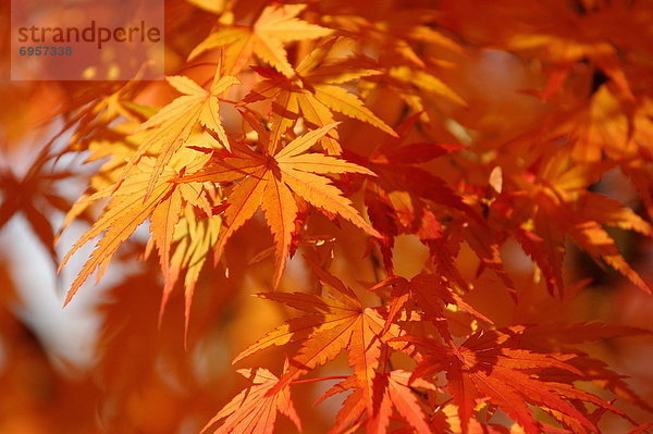 Baum  Herbst  japanisch  Ahorn