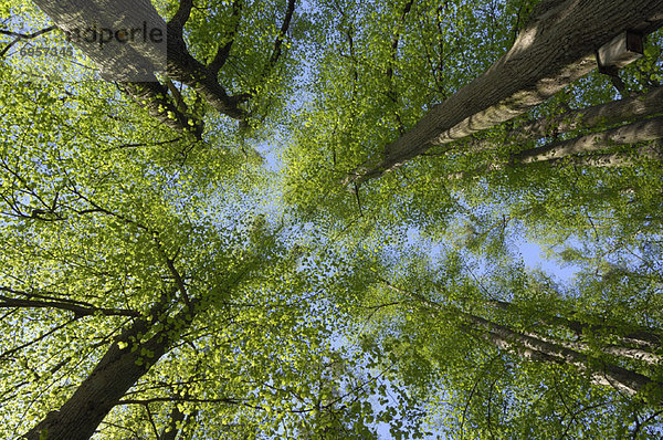 niedrig  Baum  Wald  Ansicht  Flachwinkelansicht  Winkel