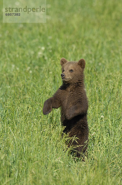 Braunbär  Ursus arctos  Wiese  junges Raubtier  junge Raubtiere
