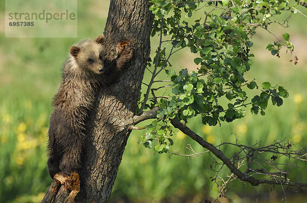 Braunbär  Ursus arctos  Baum  jung  klettern